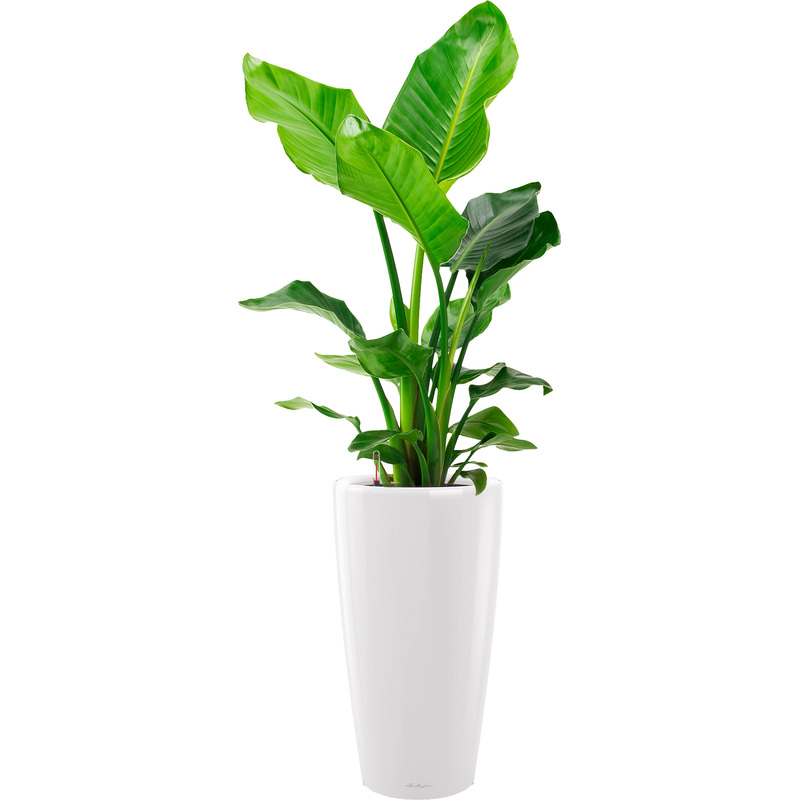 Изображение товара Растение Стрелиция Николай в кашпо Lechuza с автополивом 100 см