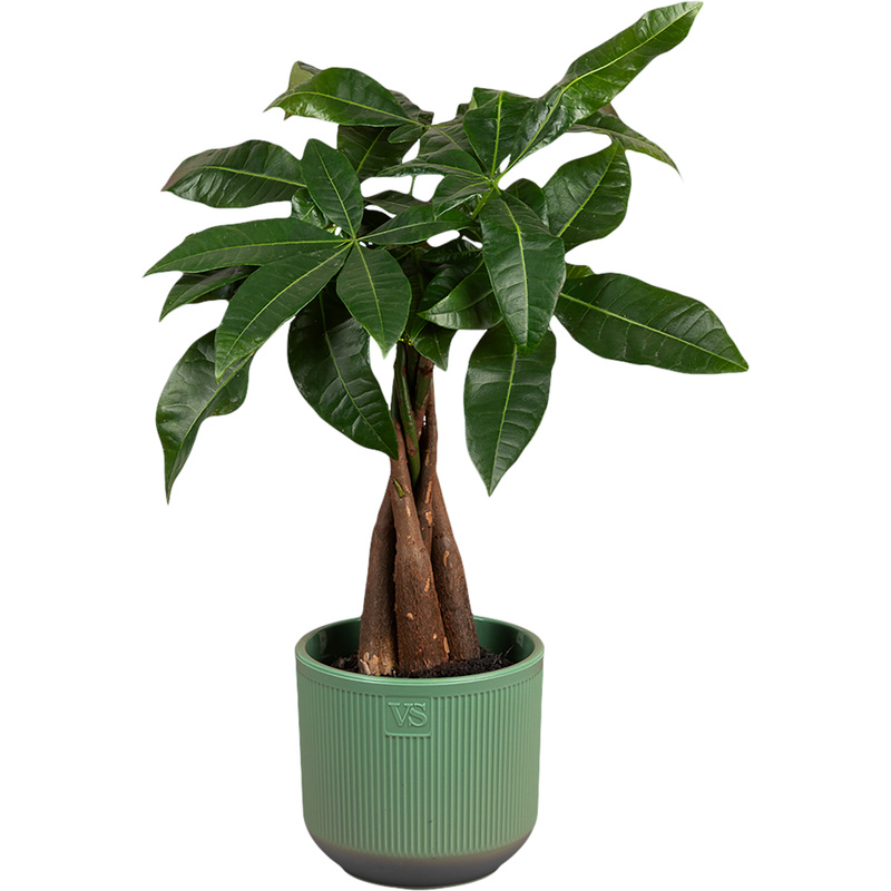 Изображение товара Растение Пахира Акватика Дерево Счастья 40 см в кашпо D14.5 см