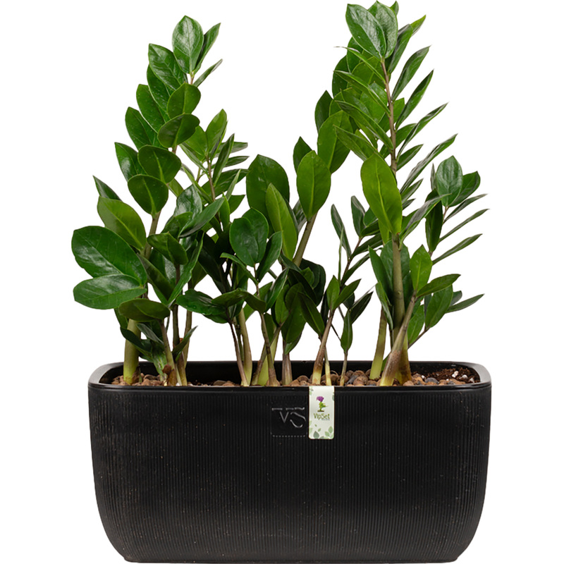 Изображение товара Растение Замиокулькас 30 см в кашпо Smarts-21, 3 штуки