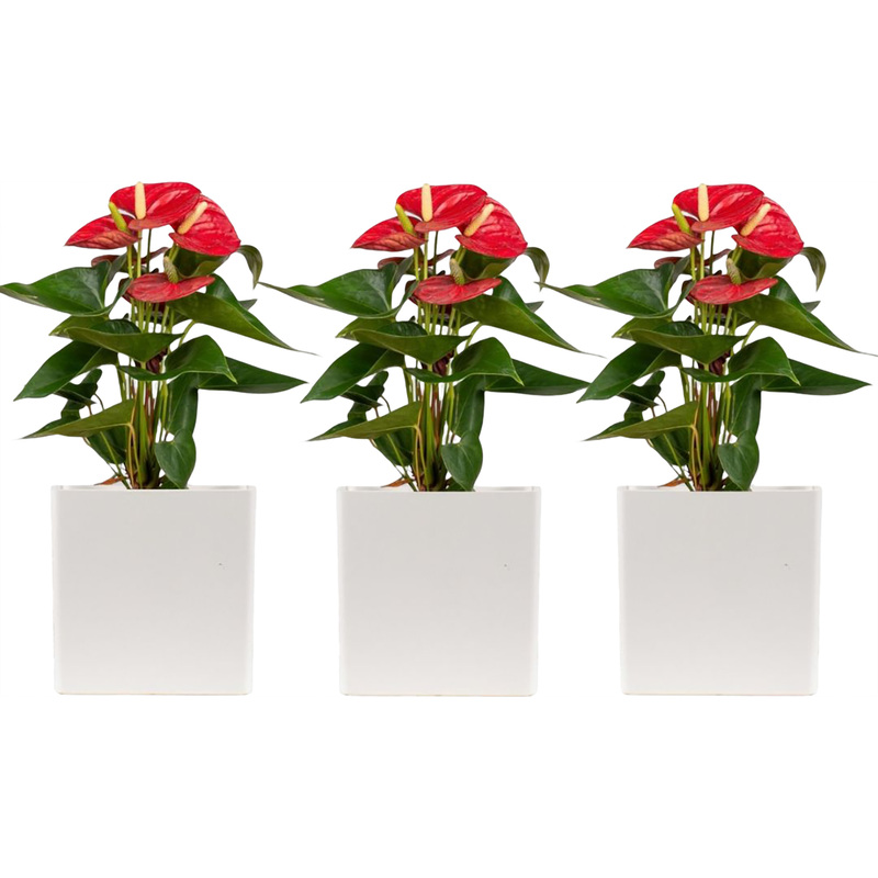 Изображение товара Набор растений Антуриум Андреанум микс - 3 красивых декоративных цветущих растения