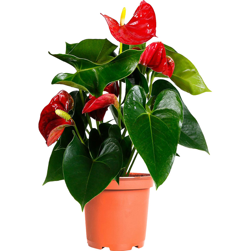 Изображение товара Антуриум Андрианум 40 см в технологическом горшке D12 см декоративное растение для интерьера