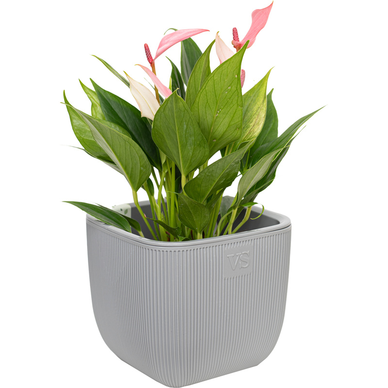 Изображение товара Антуриум Лили 25 см в кашпо - декоративное растение
