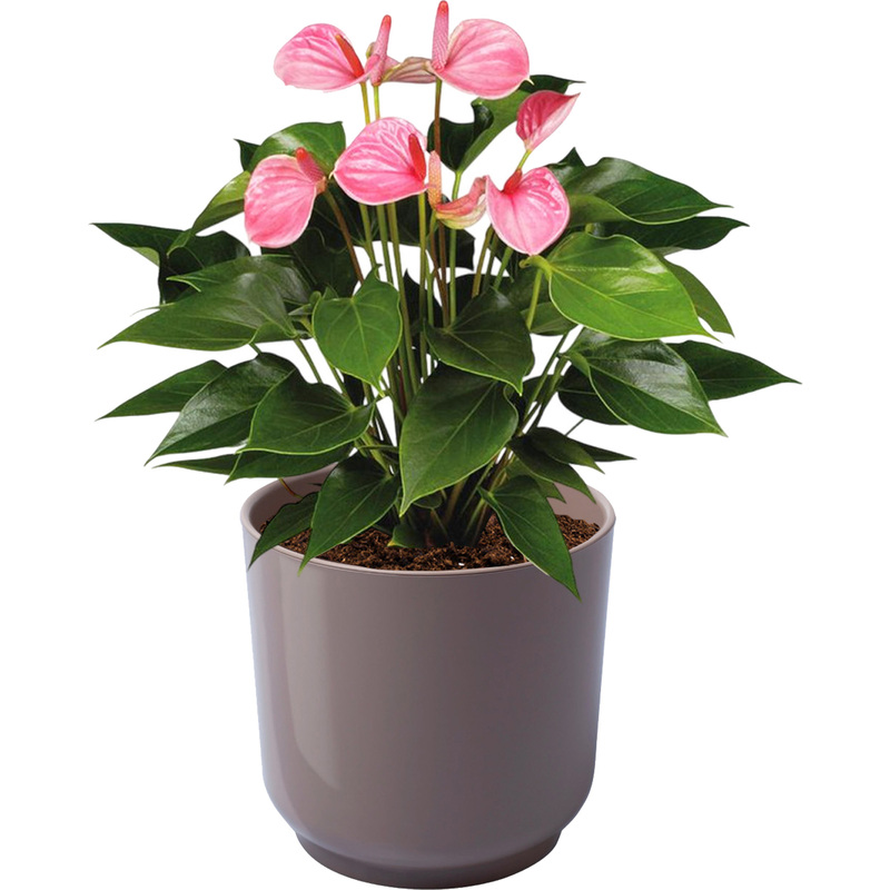 Изображение товара Антуриум Андрианум розовый 40 см в кашпо N13 см декоративное растение