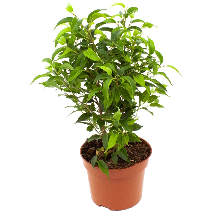 Изображение товара Фикус бенджамина Наташа 25 см в технологическом горшке D12 см декоративное комнатное растение