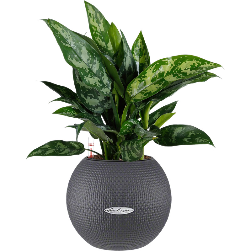Изображение товара Растение Аглаонема Мария 35 см в сером кашпо Lechuza D20 см с автополивом