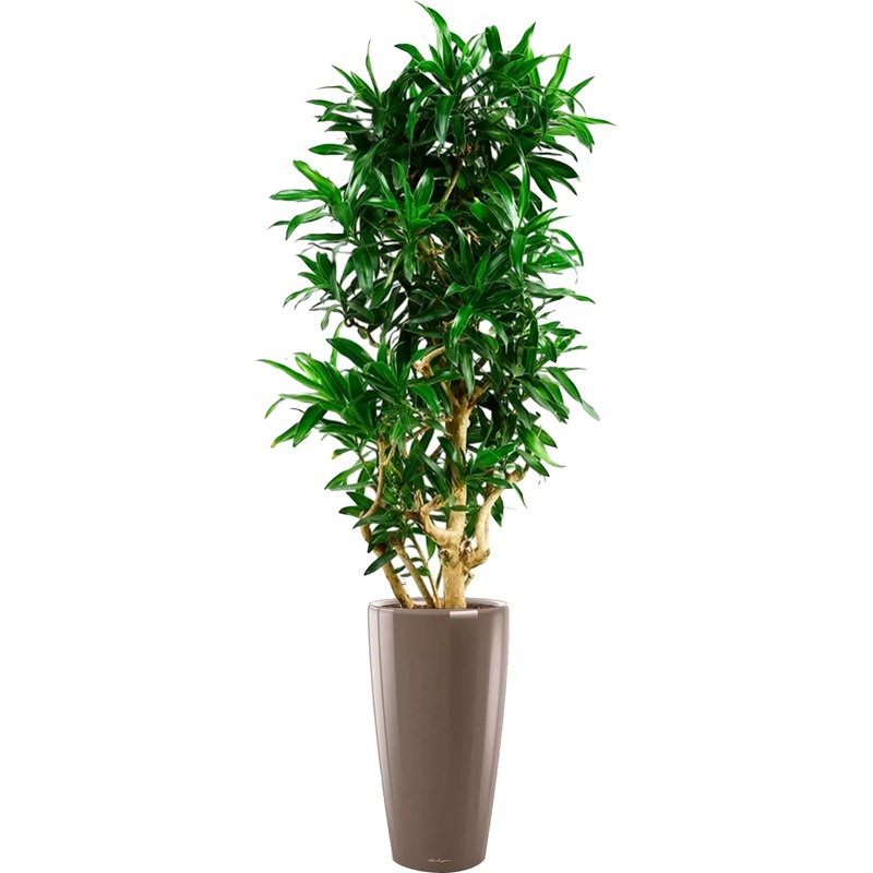 Изображение товара Драцена Песнь Ямайке 190 см в серо-коричневом кашпо с автополивом
