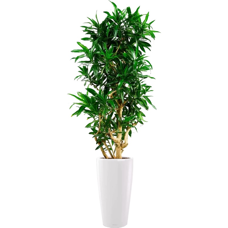 Изображение товара Драцена Песнь Ямайке 190 см в белом кашпо с автополивом и современным дизайном