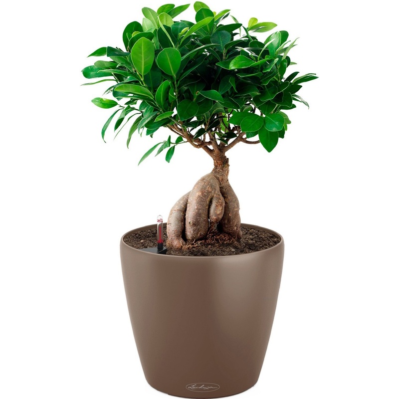 Изображение товара Растение Фикус бонсай 40 см в мускатном кашпо Lechuza D21 см с автополивом