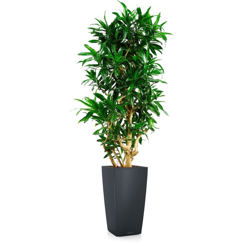 Изображение товара Драцена Песнь Ямайке 190 см, серое кашпо с автополивом, декоративное комнатное растение