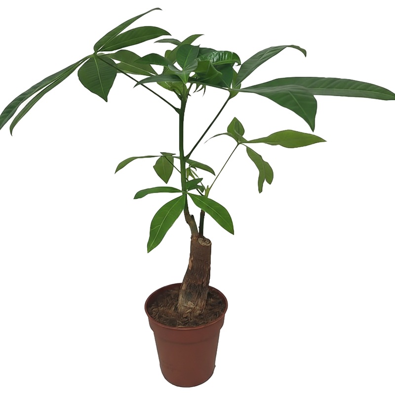 Изображение товара Растение Пахира Акватика 30 см в технологическом горшке D9 см