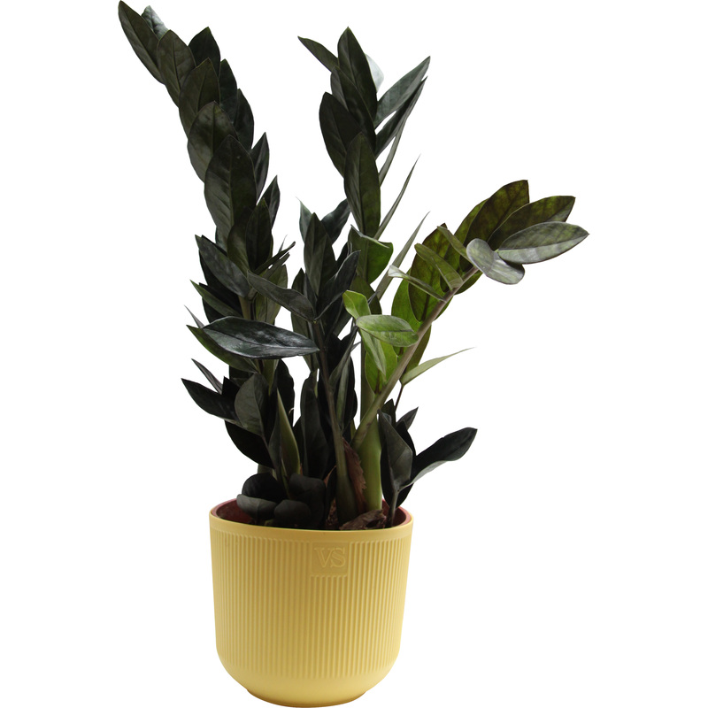 Изображение товара Растение Замиокулькас Чёрный Ворон 35 см в кашпо D14.5 см Нидерланды