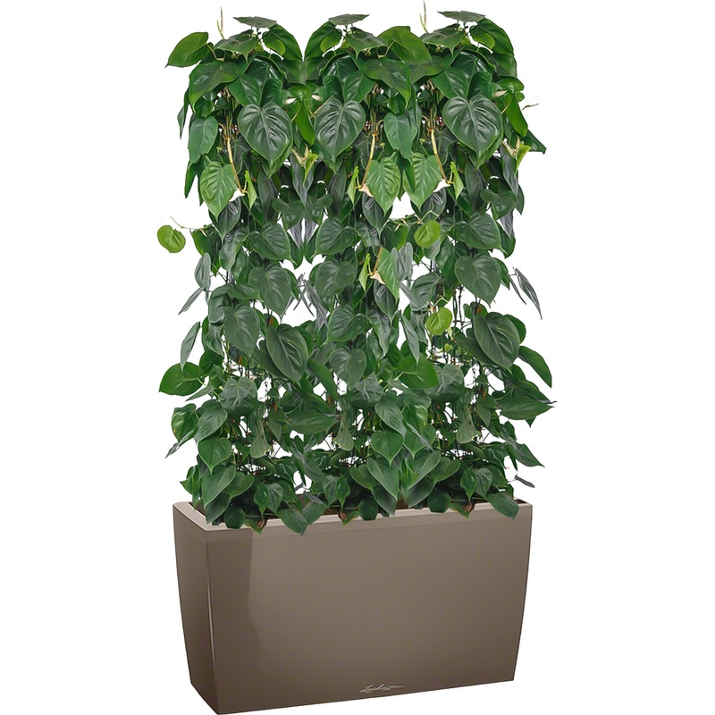Изображение товара Растение Филодендрон Сканденс 120 см в серо-коричневом кашпо Lichuza с автополивом (3 штуки)