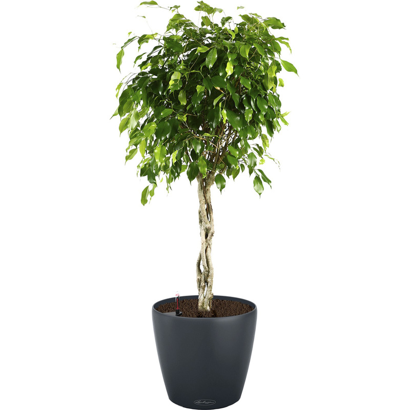 Изображение товара Растение Фикус Экзотика переплетённый 110 см с автополивом в кашпо Lechuza