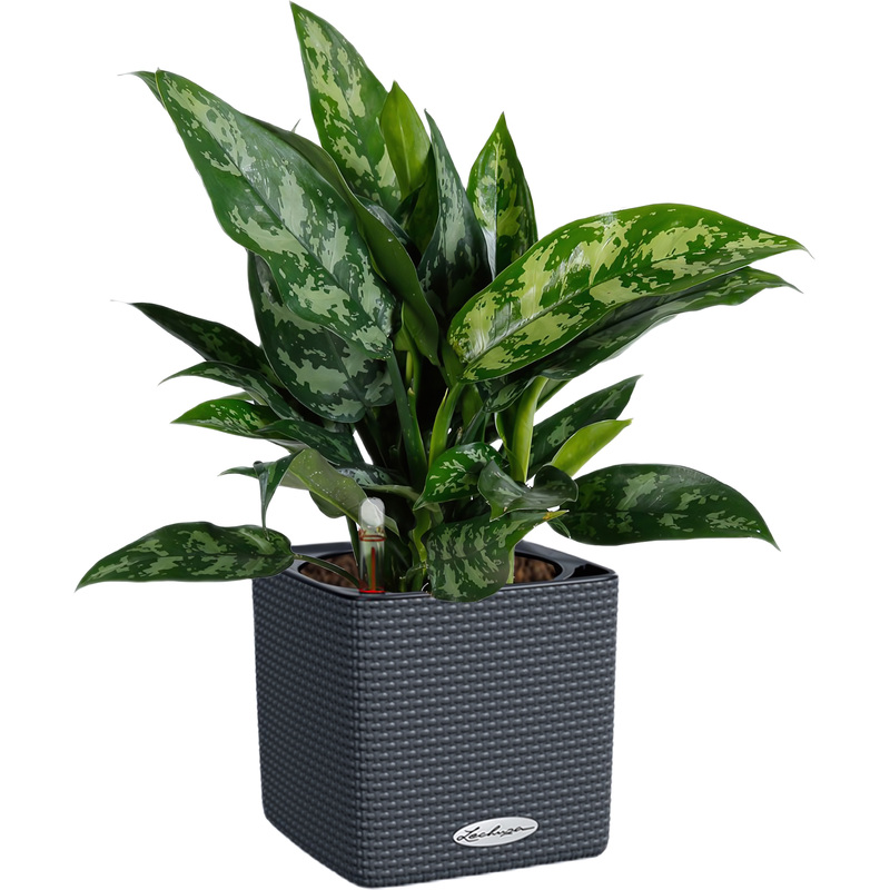 Изображение товара Аглаонема Мария 35 см в кашпо с автополивом современное декоративное растение