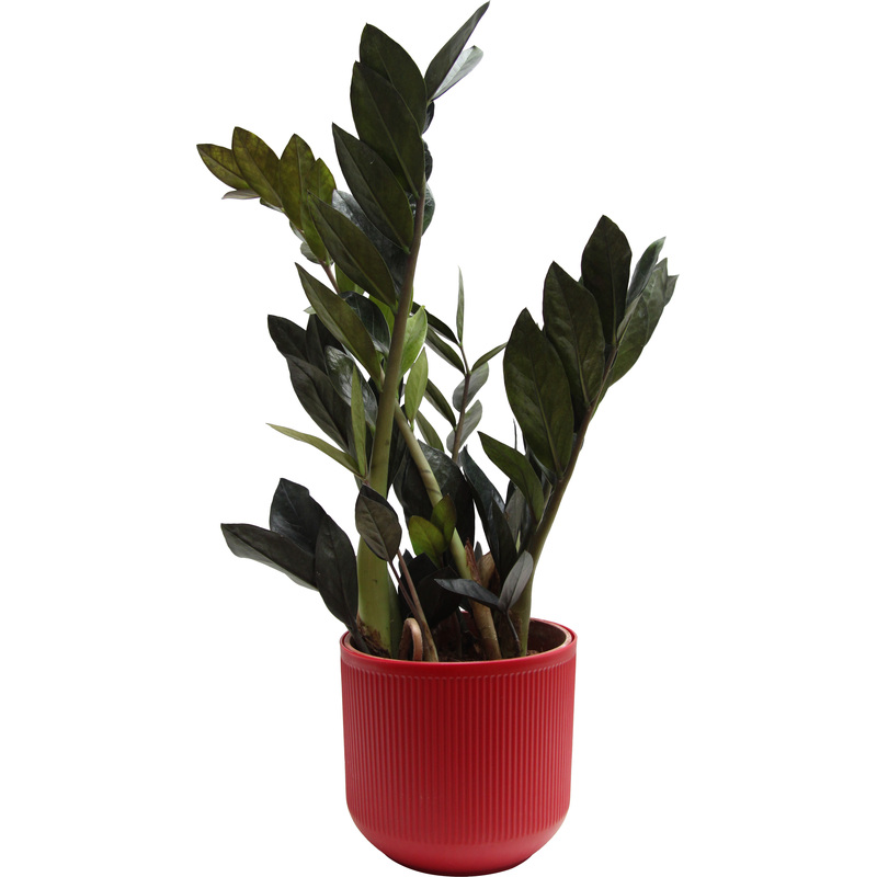 Изображение товара Замиокулькас Чёрный Ворон 35 см в кашпо D14.5 см декоративное растение