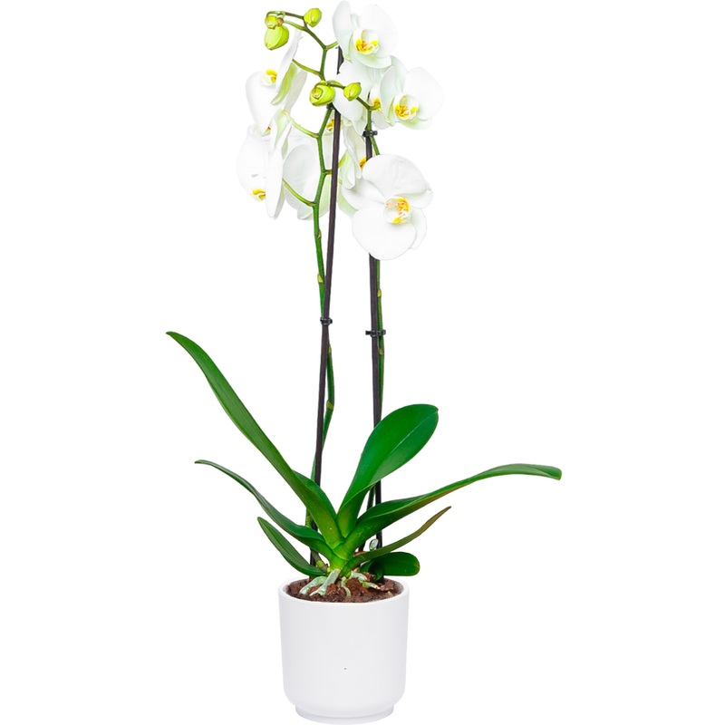 Изображение товара Орхидея Фаленопсис Кембридж 75 см в белом кашпо D13 см