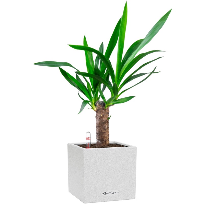 Изображение товара Юкка 55 см в белом кашпо Lechuza с автополивом для дома и офиса