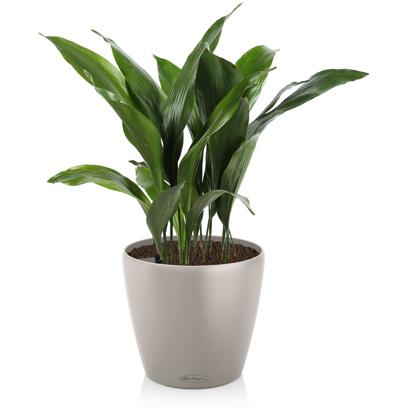 Изображение товара Растение аспидистра в кашпо с автополивом 55 см Россия