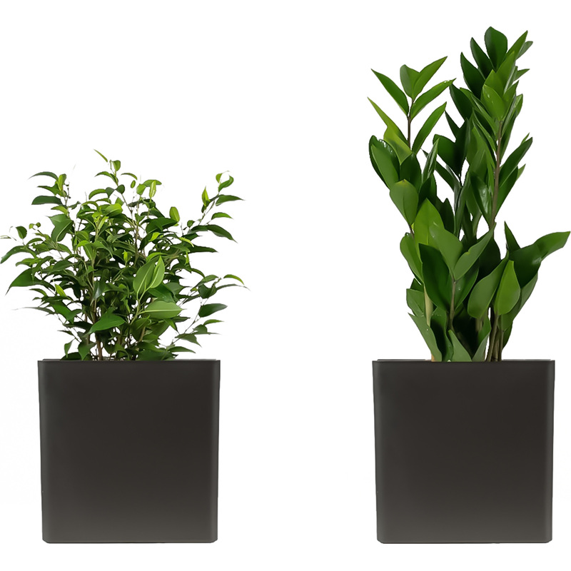 Изображение товара Набор комнатных растений Замиокулькас и Фикус Бенджамина Наташа, 2 шт, в кашпо