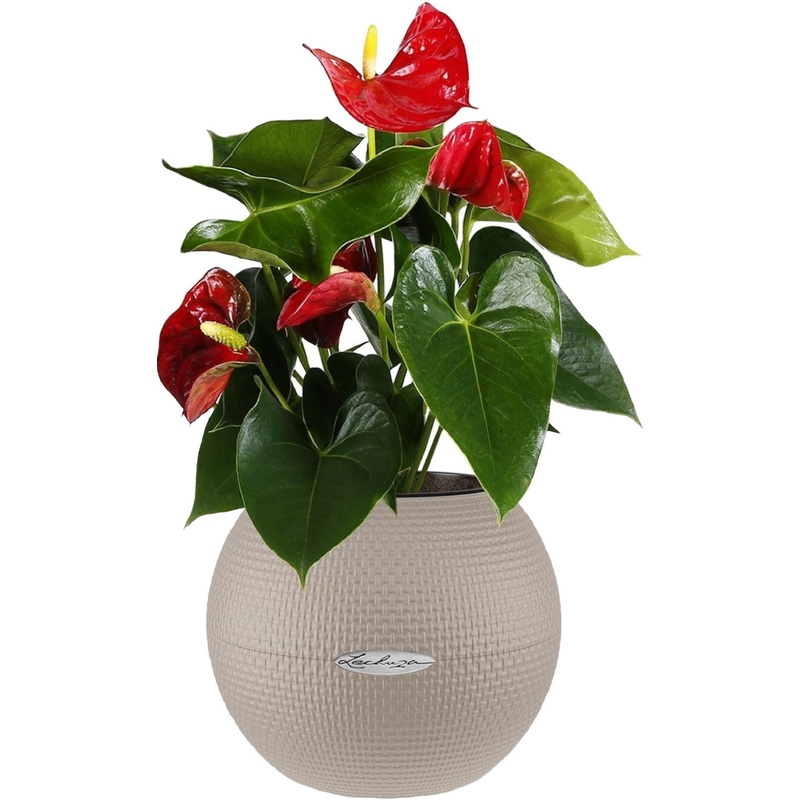 Изображение товара Растение Антуриум 40 см в кашпо Lechuza D20 автополив Россия