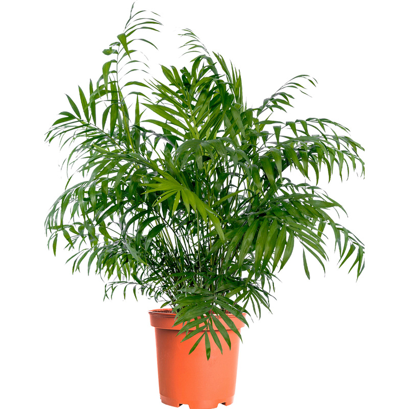 Изображение товара Декоративное растение хамедорея элеганс 100 см в горшке D20 см для интерьера