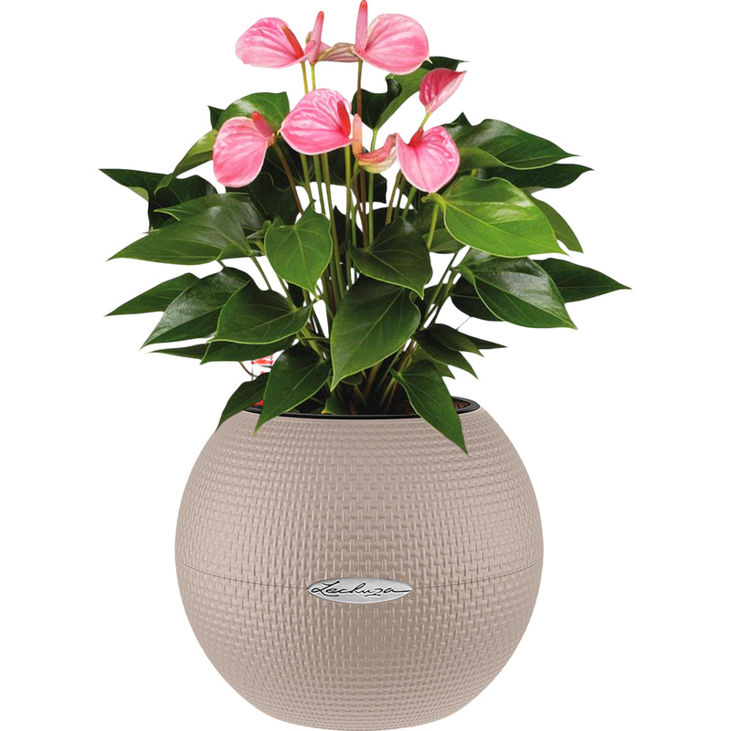 Изображение товара Растение антуриум Андрианум розовый в кашпо с автополивом 40 см