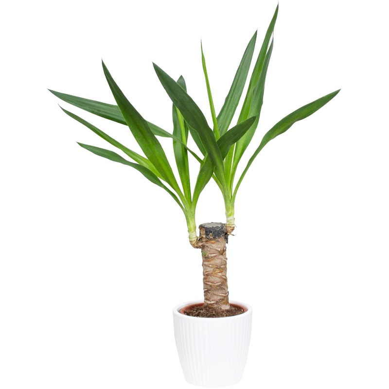 Изображение товара Юкка 40 см в кашпо D14 см - декоративное комнатное растение для интерьера