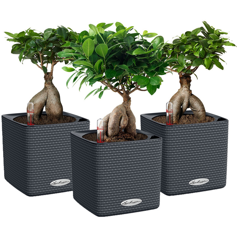 Изображение товара Набор растений бонсай Фикус в сером кашпо Lechuza с автополивом (3 шутки в упаковке)