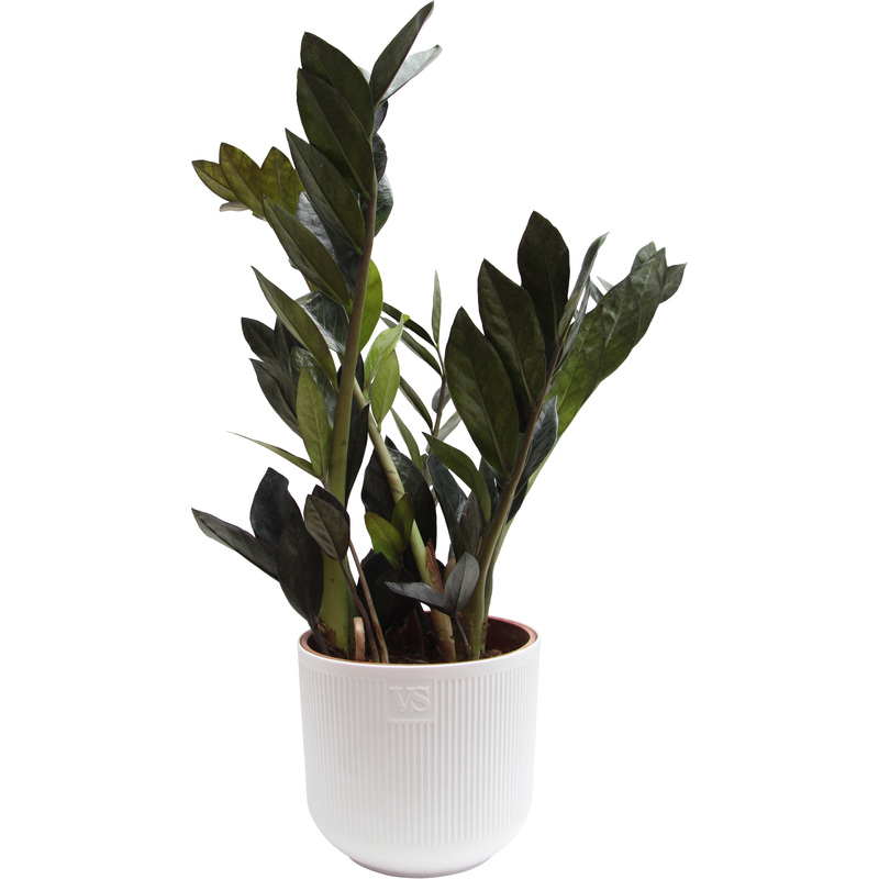 Изображение товара Растение Замиокулькас Чёрный Ворон 35 см в кашпо D14.5 см