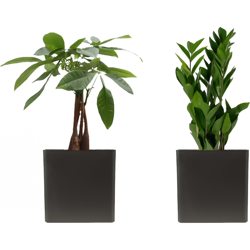 Изображение товара Набор растений Замиокулькас и Пахира Акватика (2 штуки в упаковке, НР-3)