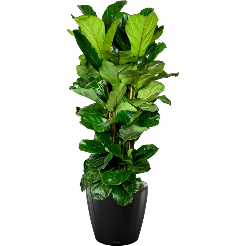 Изображение товара Фикус Лирата 180 см в кашпо с автополивом 3 шт декоративное комнатное растение