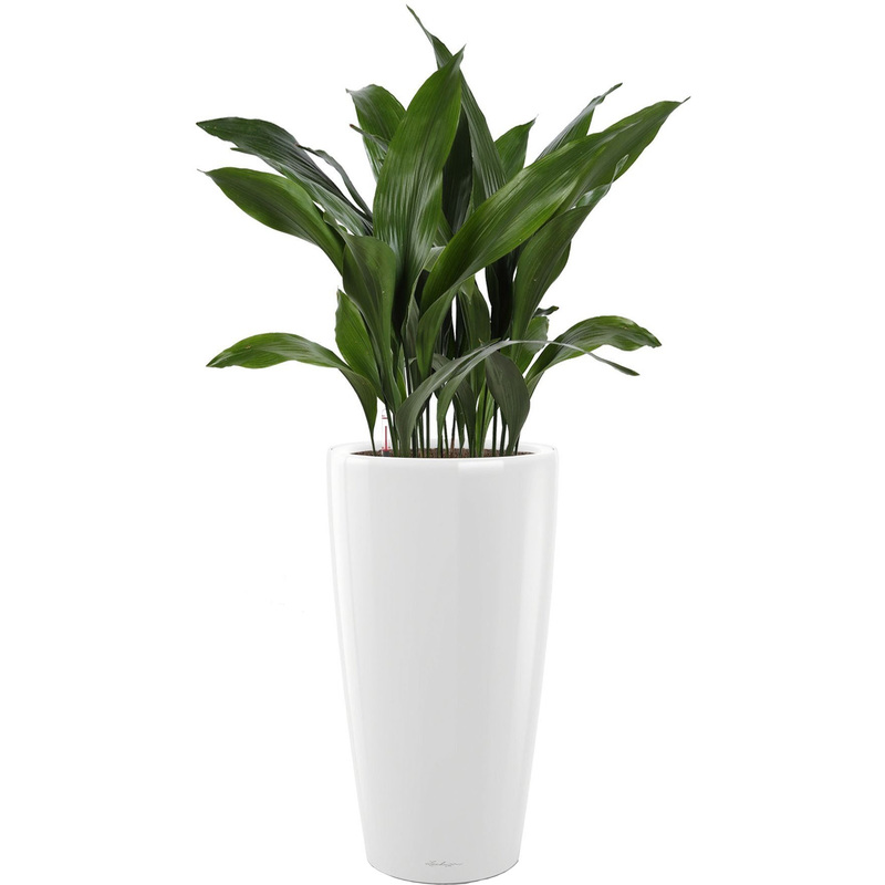 Изображение товара Растение Аспидистра 110 см в белом кашпо с автополивом Lechuza D32 см
