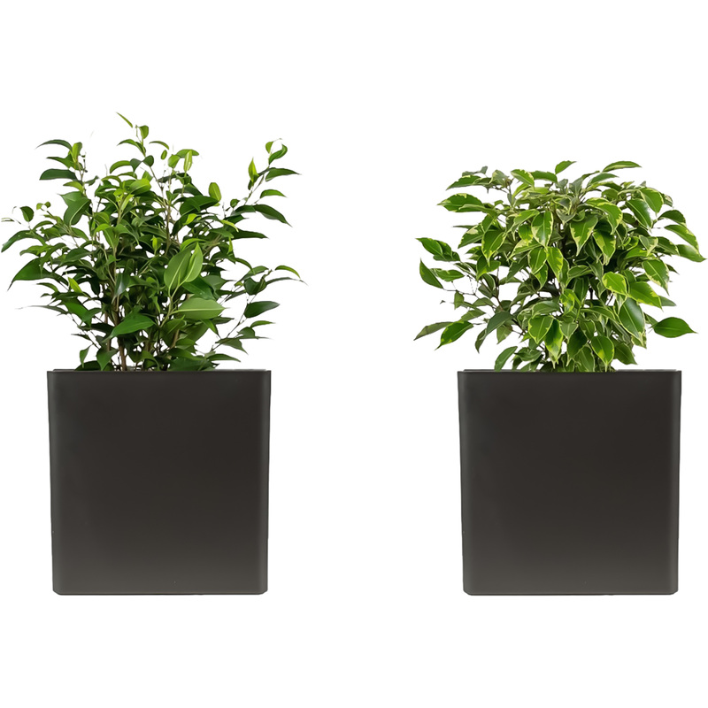 Изображение товара Набор декоративных фикусов Наташа и Кинки в кашпо 2 шт высотой 35 см