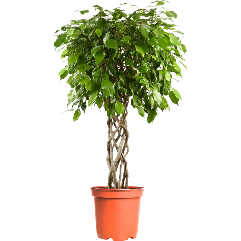 Изображение товара Декоративное растение Фикус Экзотика цилиндр 100 см технологический горшок D24 см
