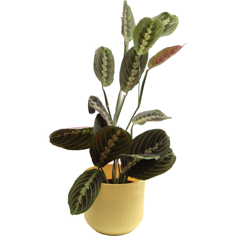 Изображение товара Маранта Триколор 25 см в кашпо D14.5 см декоративное многолетнее растение
