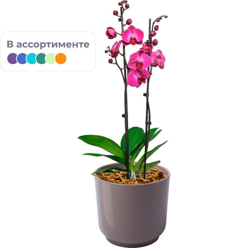 Изображение товара Орхидея Фаленопсис 60 см в кашпо D13 см, декоративный цветок
