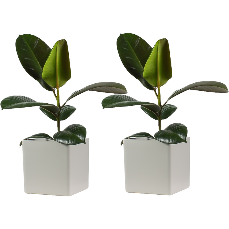 Изображение товара Набор комнатных растений Фикус Эластика микс 2 шт в кашпо высотой 35 см
