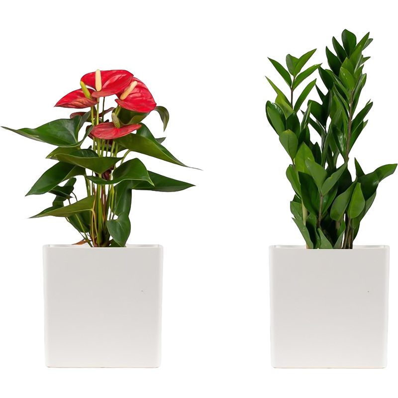 Изображение товара Набор растений Замиокулькас и Антуриум Андреанум микс (2 штуки в упаковке, НР-4)