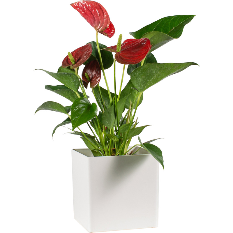 Изображение товара Растение Антуриум Андреанум 35 см в кашпо (РС00016ОБ)