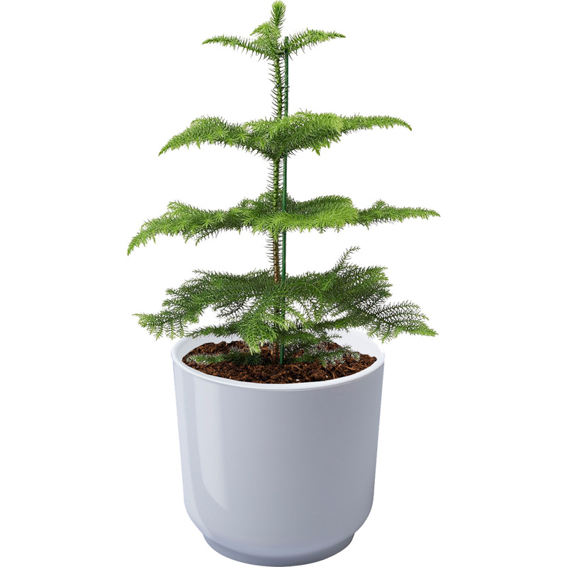 Изображение товара Растение Араукария 30 см в белом кашпо D13 см