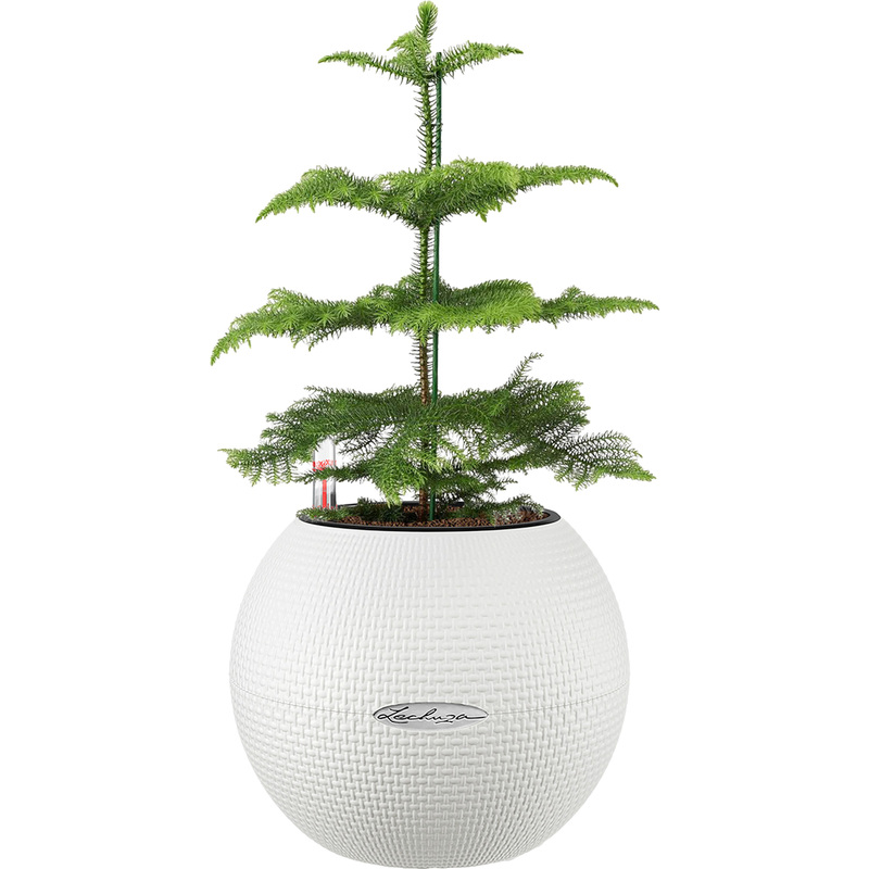 Изображение товара Араукария 30 см в белом кашпо с автополивом - декоративное комнатное растение