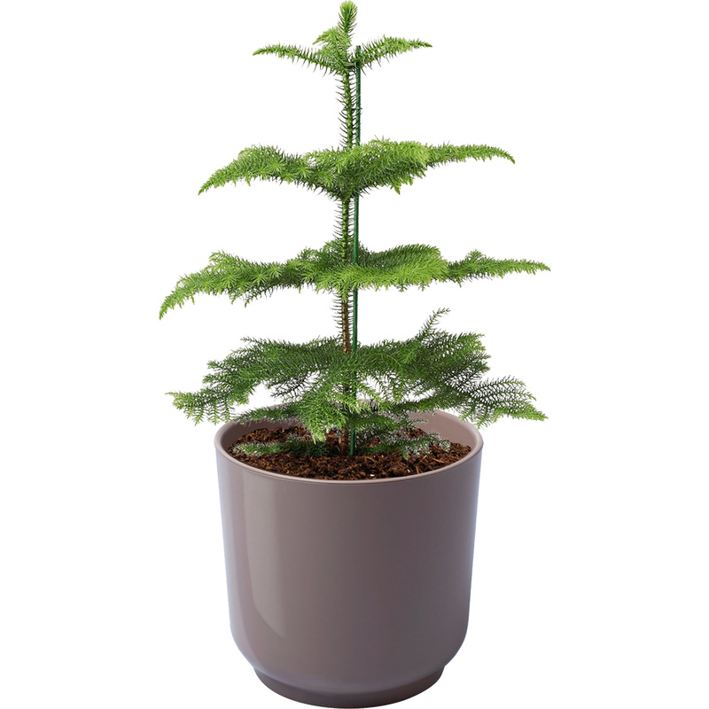 Изображение товара Комнатное декоративное растение араукария 30 см в кашпо D13 см