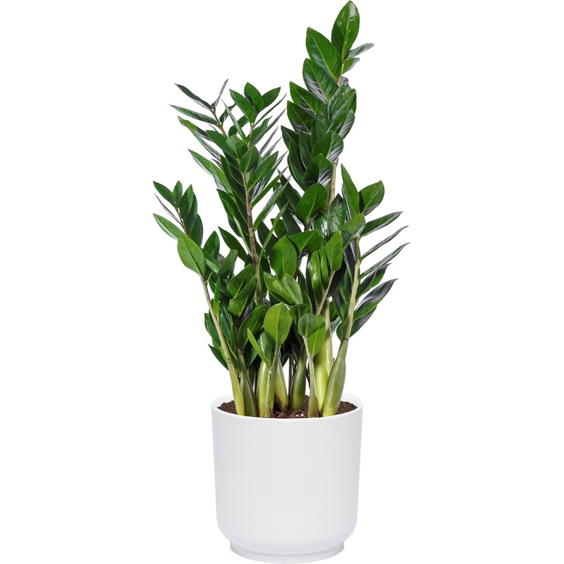 Изображение товара Замиокулькас 65 см в белом кашпо, комнатное декоративное растение