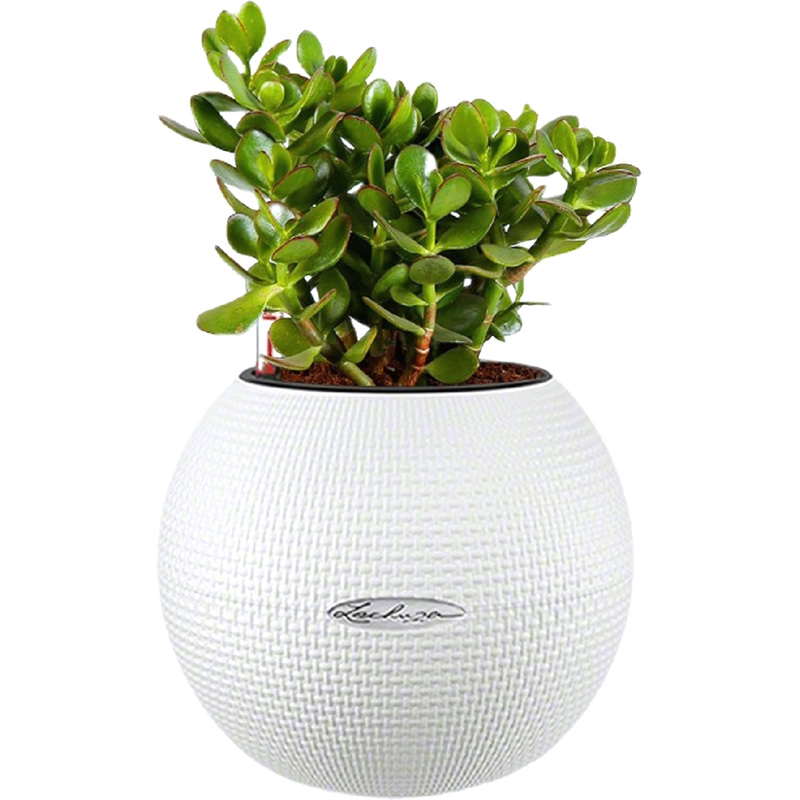 Изображение товара Крассула Сансет 25 см в белом кашпо с автополивом для интерьера