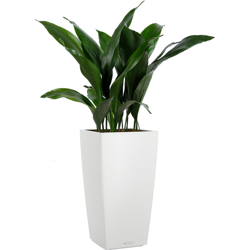 Изображение товара Растение Аспидистра 110 см в белом кашпо Lechuza с автополивом