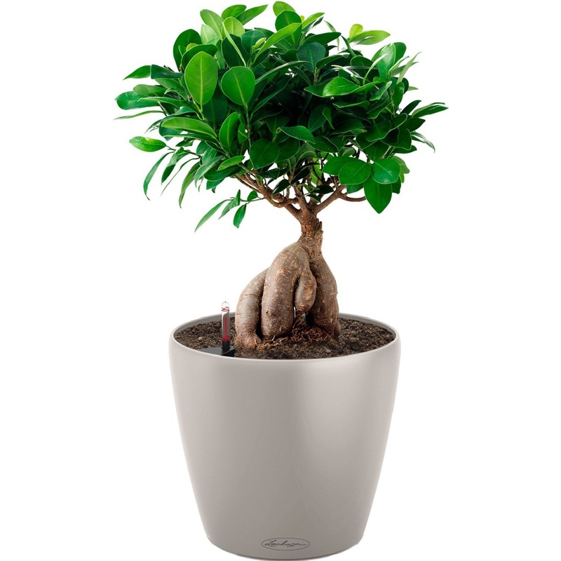 Изображение товара Фикус бонсай 40 см в кашпо Lechuza с автополивом
