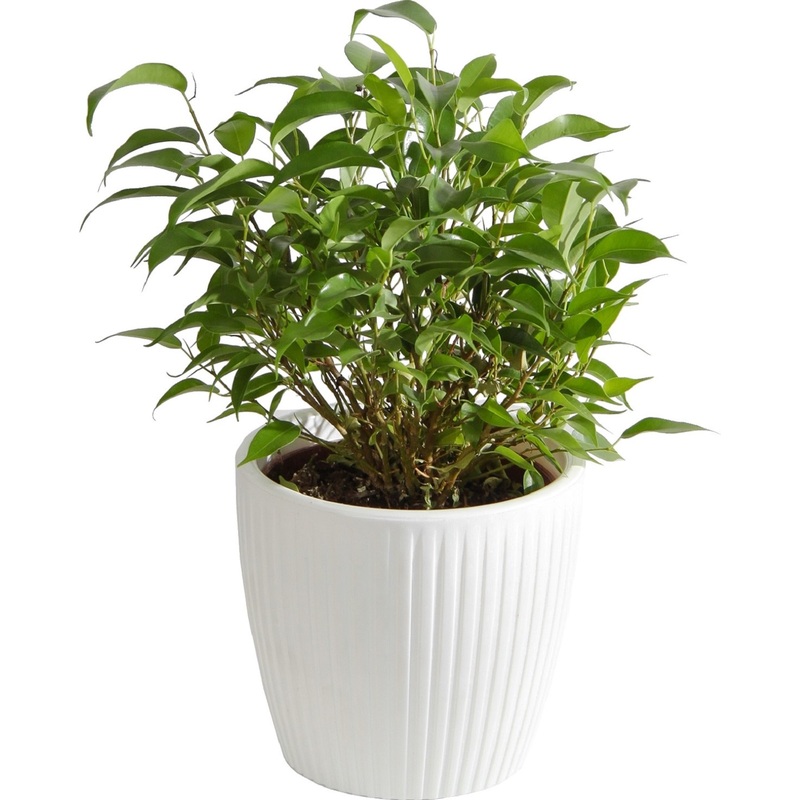 Изображение товара Фикус бенджамина Наташа 25 см в кашпо D14 см декоративное комнатное растение