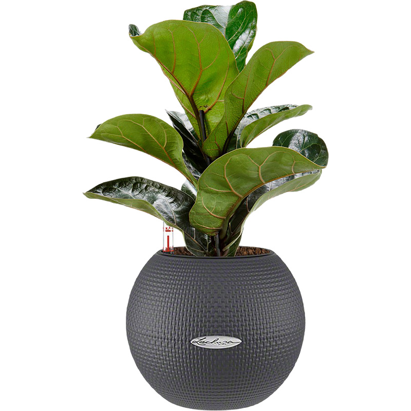 Изображение товара Декоративное фикус Лирата Бамбино 30см в кашпо Lechuza с автополивом