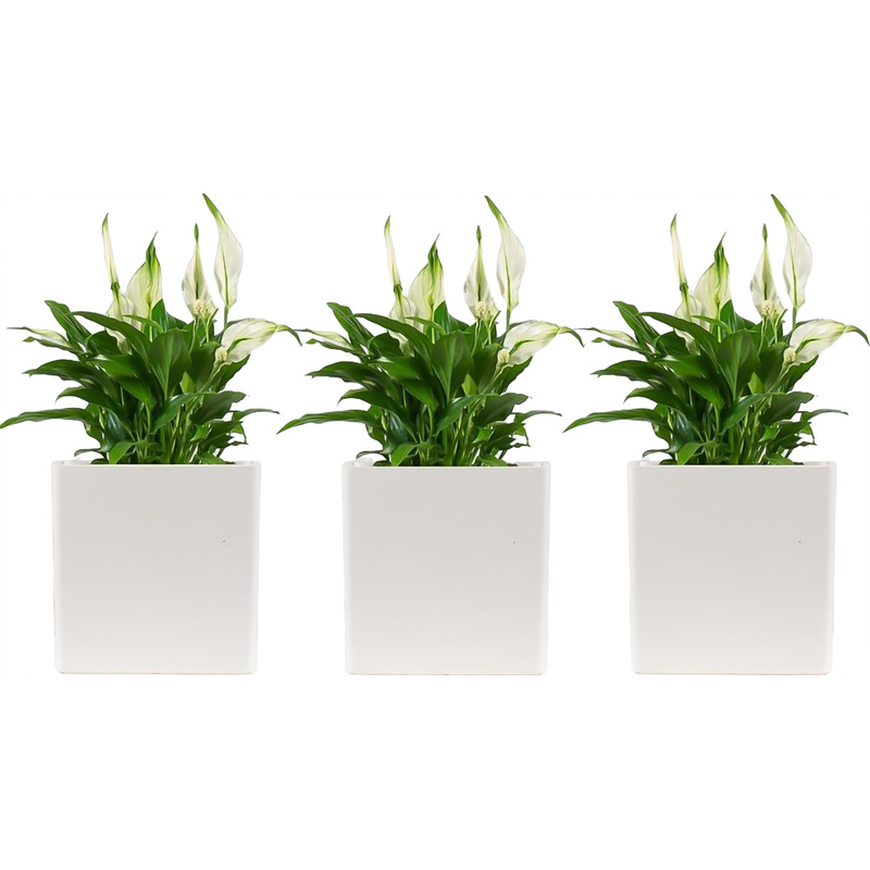 Изображение товара Набор растений Спатифиллум Шопен 3 шт в кашпо для интерьера дома офиса