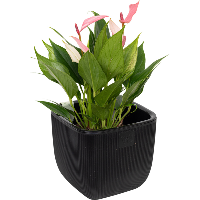 Изображение товара Антуриум Лили 25 см в кашпо декоративное цветущее растение